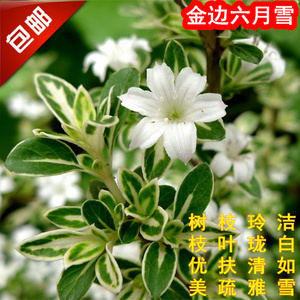 包邮金边六月雪盆栽碎叶冬青美观花卉苗室内外客厅办公室阳台植物
