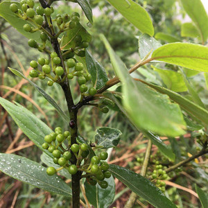 新鲜木姜子野生山胡椒 现摘现发鲜嫩木江子 山苍子木酱子一斤包邮