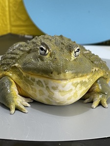 【七彩蛙】七彩蛙品牌,价格 - 阿里巴巴