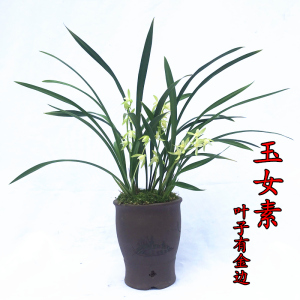 兰花庭院书房夏季苗包邮四季建兰金边线艺玉女素双全好养绿植盆栽