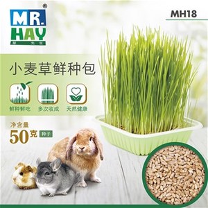 香港MR.HAY草先生MH18小麦草鲜种包兔子荷兰猪龙猫新鲜草种子