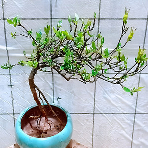 80tb2499952淘宝野生黄栀子树苗深山栀子常绿盆栽盆景易种活绿化