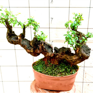 90武汉绿植淘宝武汉绿化工程苗木花卉紫薇花苗紫微树苗红花紫薇盆栽