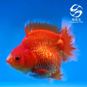 【直播补差价专用】淘鱼宝金鱼活体泰国将军f1观赏泰狮金鱼百褶裙