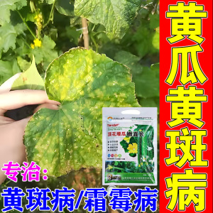 黄瓜靶斑病 特效药图片