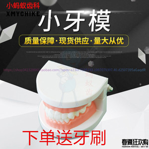牙科模型 口腔材料齿科幼教教学练习用仿真简单假牙 1比1牙齿模型