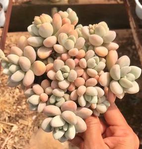 多肉植物洛神洛丽塔多头群生老桩一物一拍桃蛋劳尔杂稀有品种