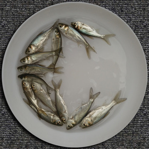 白鲢鱼苗