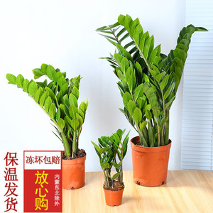 金钱树摇钱树室内客厅大绿植盆栽盆景花卉吸甲醛观叶招财植物包邮