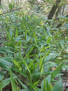 新鲜野生淡竹叶山鸡米中药材淡竹叶根碎骨子