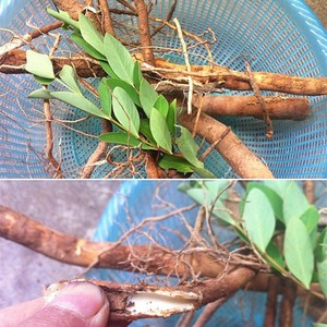 新鲜了哥王整颗 地棉根 山雁皮九信草石棉南岭荛花中草药纯根