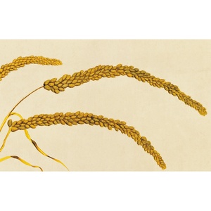 9真迹高清复制品古代花鸟名画清郎世宁瑞谷图卷53x160cm现货壹玖