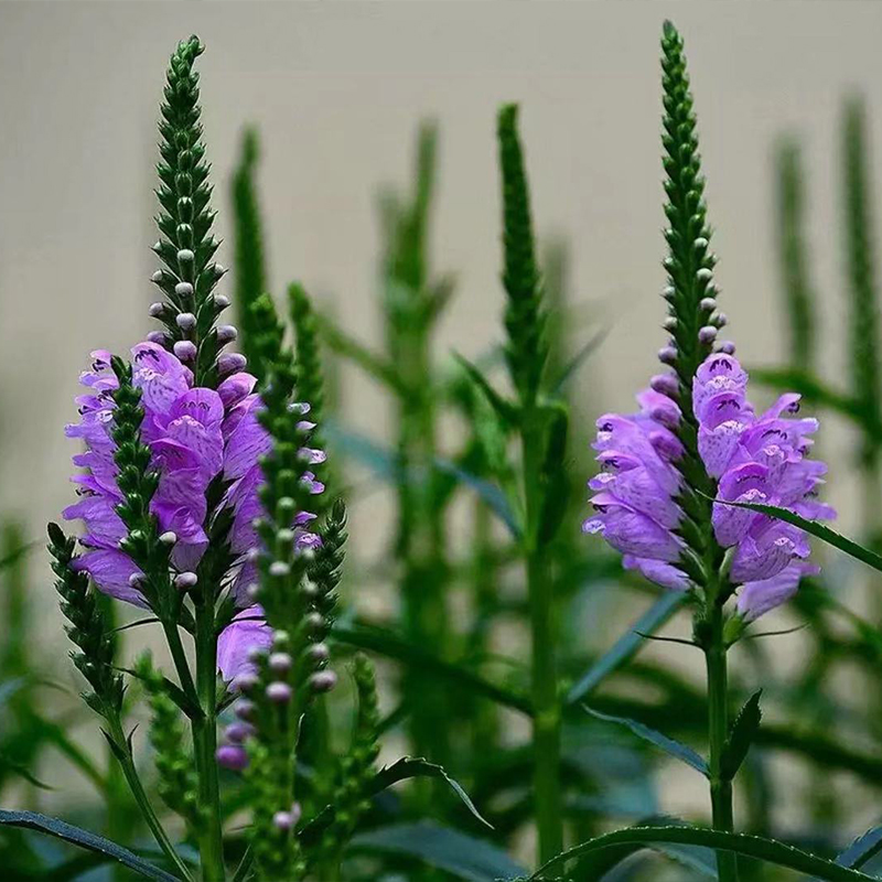 高档假龙头花苗假龙头宿根花卉四季易种耐寒耐旱园林景观庭院工程