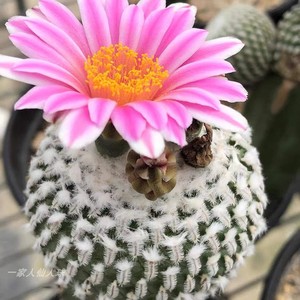 精巧殿自根仙人球多肉植物盆栽趴刺萌球开花仙人球室内桌面防辐射