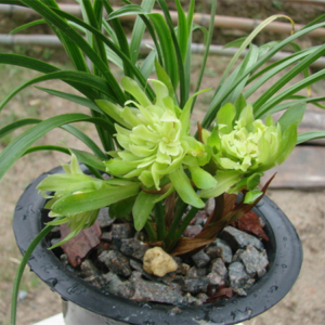 宋蝴蝶兰花苗带花苞盆栽植物名贵铭品浓香阳台草本裸根矮春兰细叶