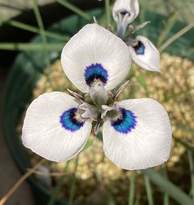 白孔雀 肖鸢尾 moraea aristata/glaucopis 鸢尾科 秋植 球根植物