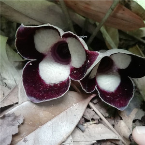 马兜铃科细辛属大叶马蹄香杜衡多年草本花卉趣味包邮庭院阳台花苗