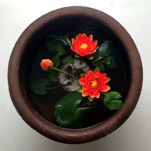 5颗迷你小睡莲四季水培带芽碗莲阳台水生植物微型荷花苗莲花盆栽