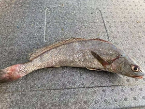 3斤温州东海洞头新鲜野生米鱼海鱼鮸鱼鳌鱼海鲜米鱼冰鲜