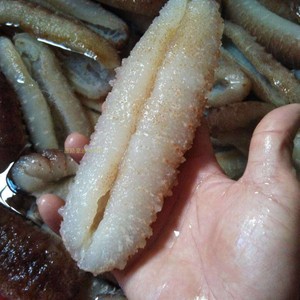 白刺参 刺秃参 西非刺秃参 白海参 摩洛哥海参 深海海参干货500克