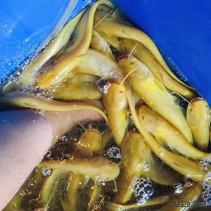 黄金大口鲶鱼苗黄化鲶鱼白子鲶变异原生观赏鱼活鱼