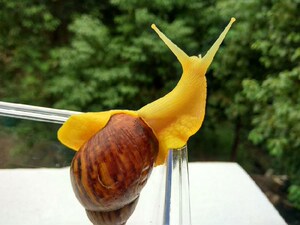 白玉七彩蜗牛彩色蜗牛活体五彩蜗牛宝石蜗牛七彩蜗牛活体宠物蜗牛