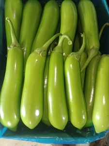 南通海门新鲜蔬菜青茄子绿皮崇明长茄子现摘发货现摘现发包邮