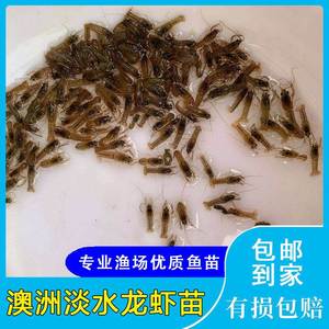 虾苗淡水养殖澳洲龙虾苗鲜活幼苗种苗蓝龙种大虾野生虾成虾活体苗