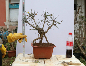 迎春花盆景树桩下山桩龙爪迎春花卉盆栽小叶迎春老根迎春造型