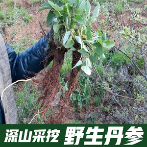 紫丹参 野生 500g 纯天然 特大 丹参保心茶 丹参片丹参段非同仁堂