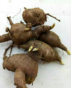 现挖新鲜狼毒根 狼毒花根 狼毒片 狼毒干 楼顶阳台