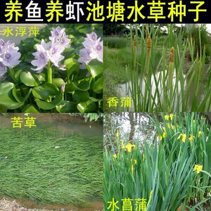 养虾水草种子