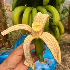 云南香蕉高山大香蕉现摘带箱10斤装新鲜水果生青香蕉banana绿皮