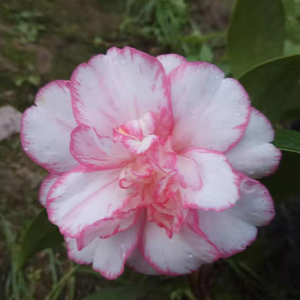 酒盅花萨库卡酒中花茶花进口新品种树苗庭院室外稀有嫁接盆栽包邮