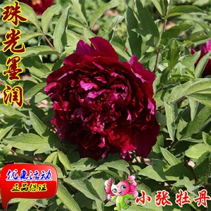 菏泽小张牡丹花苗【珠光墨润】黑色系 庭院客厅阳台盆栽绿植花卉