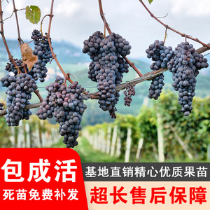 抗寒一号葡萄树苗冬天成熟耐寒不下架观赏食用北玫北醇葡萄苗品种