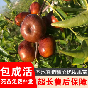 枣苗树苗特大蟠枣苗嫁接苗地盆地载枣树苗果树苗南北种植当年结果