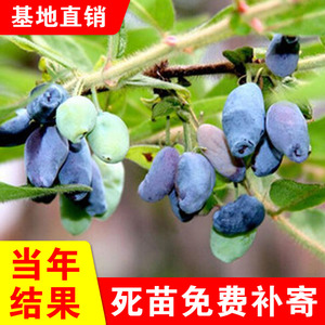 蓝靛果树苗羊奶子黑瞎子果树苗山茄子树苗盆栽庭院阳台南北方种植