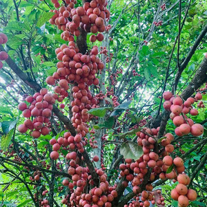 云南新鲜野生三丫果木奶果野山竹现摘现发稀奇水果5斤包邮