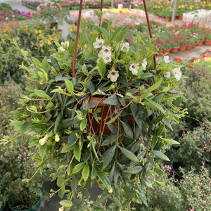 柳叶吊兰盆栽植物垂吊绿植花卉青叶玉唇吊兰净化空气好养植物