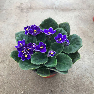 紫罗兰花盆栽图片
