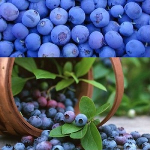 蓝莓种子南方