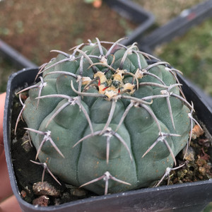 实生三刺玉仙人球仙人掌防辐射花卉绿植多肉植物盆栽春季开花易养