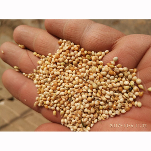 山西黍子带壳太行山区老品种新白黍大黄米黄糯米黄粘米黏黄米原料