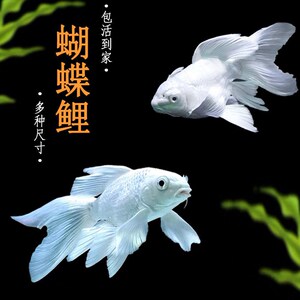 920人付款天猫台湾蝴蝶鲤球体贵妃白火红黄金熊猫黑色活体龙凤锦鲤