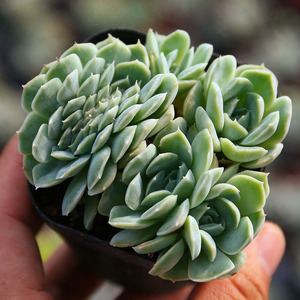 星影桑切斯多肉植物缀化多头群生易养含盆带土发青州新绿盆栽