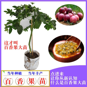 广西百香果苗嫁接苗果树苗当年结果大苗盆栽带土种植四季不断结果
