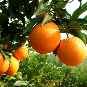 正宗江西赣南脐橙赣州信丰农村橙子果园现摘夏橙10kg精品20斤特级