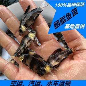 胭脂苗一帆风顺鱼观赏淡水鱼水族特种鱼苗包邮