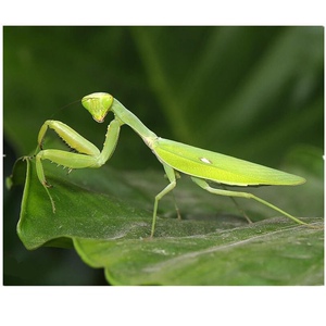 包邮现货中华大刀螳螂活体幼体个性爬宠活体螳螂卵夹儿童礼物